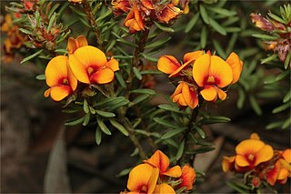 <i>Pultenaea subspicata</i> Species of plant