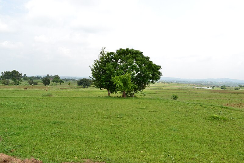 File:Punjabi Landscape.JPG