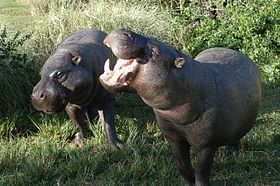 The pygmy hippopotamus has four weight-bearing limbs, and can walk on land like a fully terrestrial mammal. Pygmy hippopotamus pair.jpg