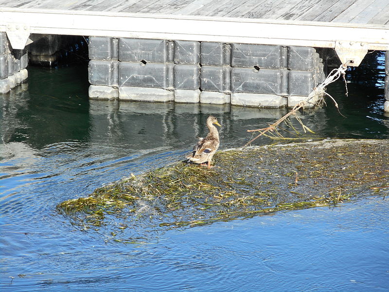 File:Quai du bateau-passeur Longueuil - ile Charron 04.jpg