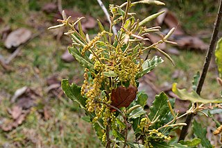 <i>Quercus sebifera</i> Species of oak tree