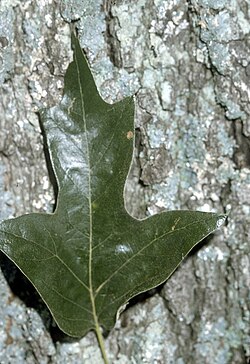 Spāņu ozols (Quercus falcata)