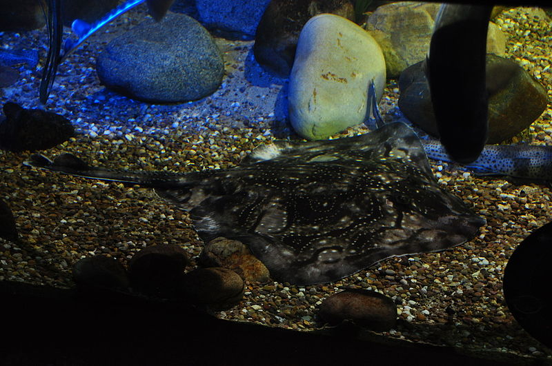 File:Ray at Sea Life Centre, Blackpool (5618).jpg