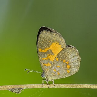 <i>Epitolina catori</i> Species of butterfly