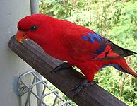 Красный лори (Eos bornea) Jurong Bird Park2-3c.jpg 