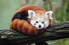 Roter Panda / Kleiner Panda - Ailurus fulgens - Red panda
