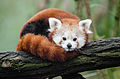 Red Panda (16071828377).jpg