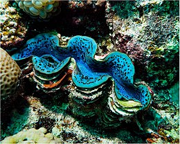Red Sea Tridacna maxima.jpg