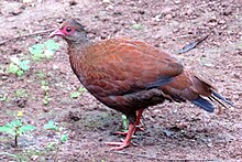 Rode dwergfazant Galloperdix spadicea stewarti mannetje in Mayannur, Thrissur, India.JPG