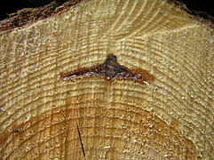 Resin pocket on Pinus sylvestris