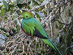 Resplendent Quetzal, Mirador de Quetzales, Costa Rica.jpg