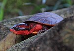 Thumbnail for Red side-necked turtle