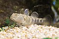 トウヨシノボリ Rhinogobius kurodai