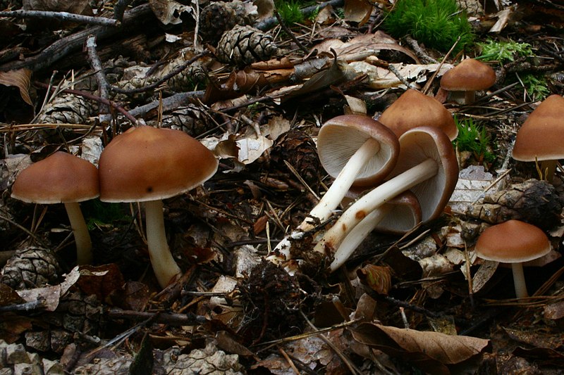 File:Rhodocollybia prolixa 110922w.JPG