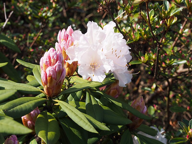 File:Rhododendron 'Jacksonii' Różanecznik 2017-04-09 03.jpg