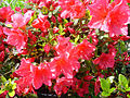 Rhododendron 'Johanna'