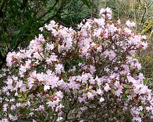 Rhododendron racemosum 1.jpg