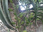 Rhynchostylis retusa fruits 4.jpg