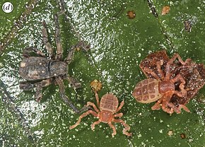 Bildbeschreibung Ricinulei von Fernandez & Giribet, Cryptocellus becki, weiblich und zwei Nymphen, von Reserva Ducke, Amazonien, Brasilien (2015) (beschnitten) .jpg.