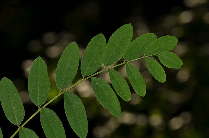 File:Robinia pseudoacacia - black locust - Robinie - robinier faux-acacia 04.jpg