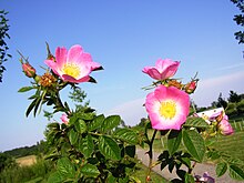 Although an ornamental plant, Rosa rubiginosa is not to be sold or propagated in numerous local authority areas, making it a Class 4 weed. Rosa rubiginosa mit einigen Knospen.jpg