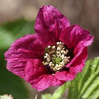 Rubus vernus (flower s3).jpg