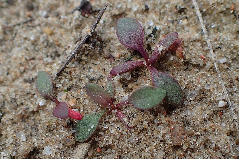 File:Rumex acetosella kz11.jpg