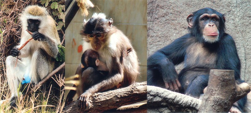 Left to right: the African green monkey source of SIV, the sooty mangabey source of HIV-2, and the chimpanzee source of HIV-1