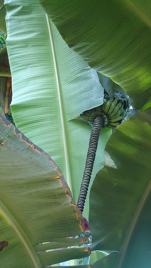 Saba bananas and inflorescence