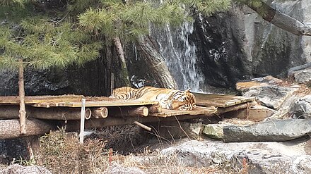 Tigers at the safari