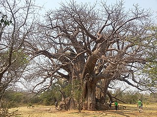 Sagole Baobab Largest indigenous tree of South Africa in Limpopo