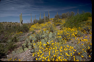 Saguaro National Park SAGU4646.jpg