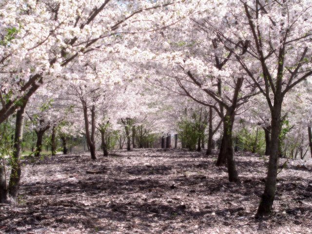 La symbolique des fleurs de cerisiers au Japon