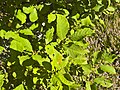 de: Blätter der Ohr-Weide (Salix aurita), Ort: Franzosenwiesen im Burgwald, Hessen, Deutschland en: Leaves of Salix aurita, Location: Franzosenwiesen, Burgwald, Hesse, Germany