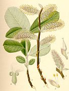 Salix cinerea gråvide.jpg