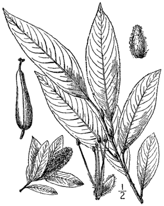 <i>Salix serissima</i> Species of flowering plant