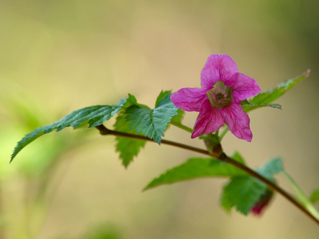 Rubus spectabilis