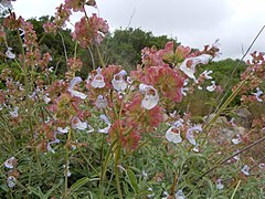 Salvia pomifera