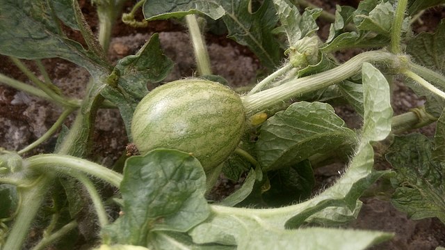 Sandia pequeña.