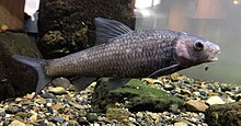 Sarcocheilichthys biwaensis אקווריום קיוטו 2.jpg