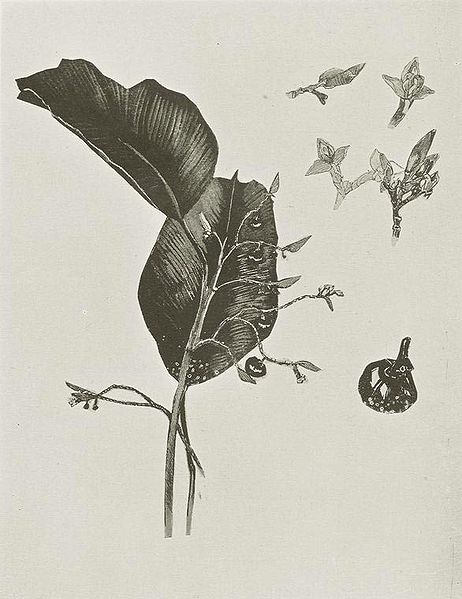 File:Sarcophrynium-1906.jpg