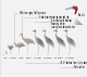 Sarus crane ageing