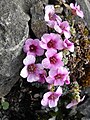 Saxifraga 'Myra'