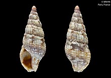 Scaevatula pellisserpentis (MNHN-IM-2000-3170).jpeg