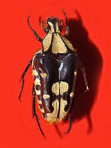 Scarabaeidae - Coilodera penicillata.jpg