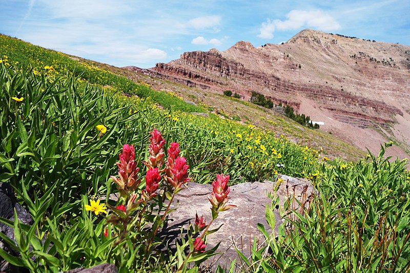 File:Scarlet Paintbrush and Mount Coffin (29715468110).jpg