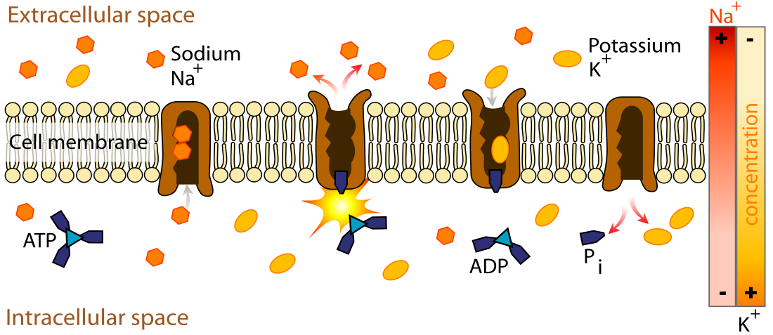 File:Scheme sodium-potassium pump-en-2.svg