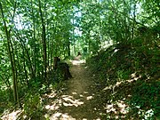 Schlossbergwald Landstuhl