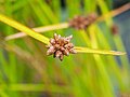 Schoenoplectiella mucronata, syn. Schoenoplectus mucronatus, Oczeret sztyletowaty, 2021-09-18