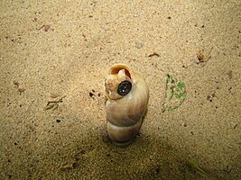 Sea Snail Turritella